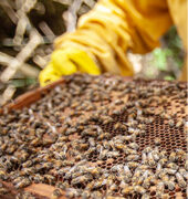 orginal forest honeycomb